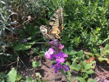 Insekten wie Schmetterlinge kommen auf einem ökologisch bewirtschafteten Rasen häufiger und in größerer Vielfalt vor. Foto: Mengina Gili