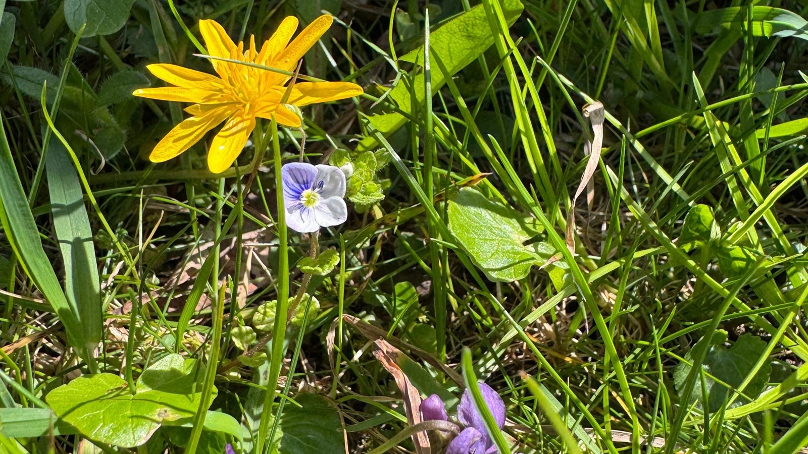 
                        
                            Wie Gemeinden mehr Naturvielfalt ermöglichen können
                        
                        