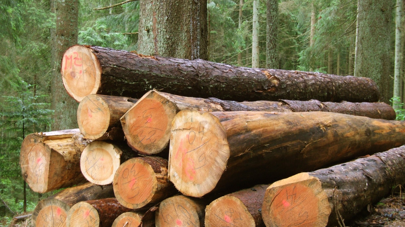 Regionales Holz und Green Economy