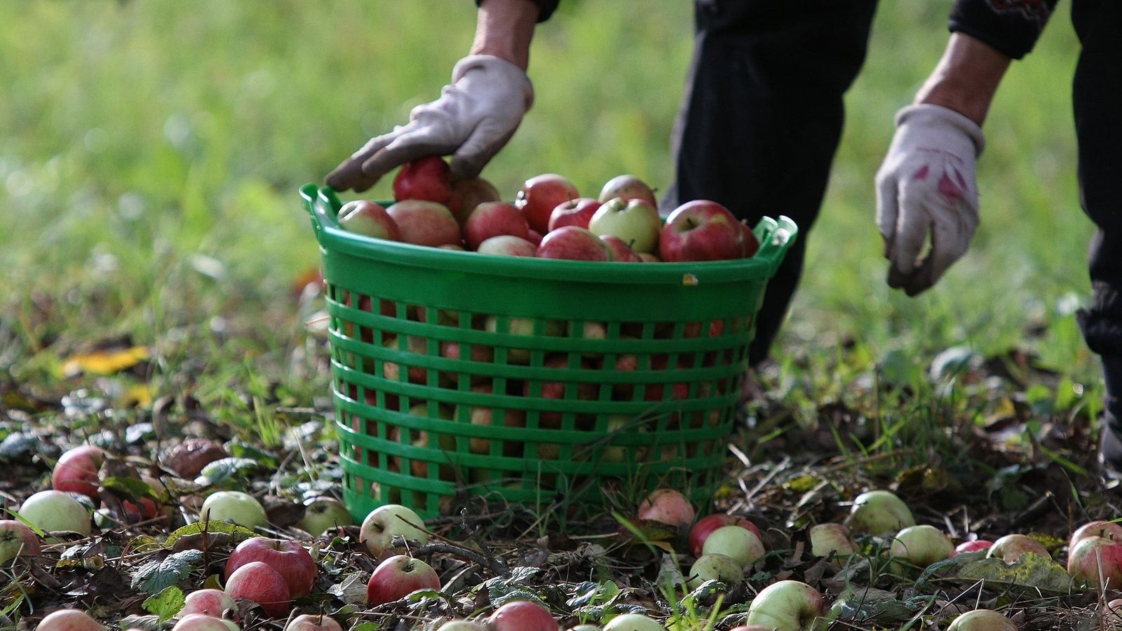 Geld erhalten für innovative Produkte aus Streuobst, innovatives Handwerk oder Dienstleistungen mit dem Förderprogramm "Gründung am Land". Foto: Albrecht E. Arnold / pixelio.de