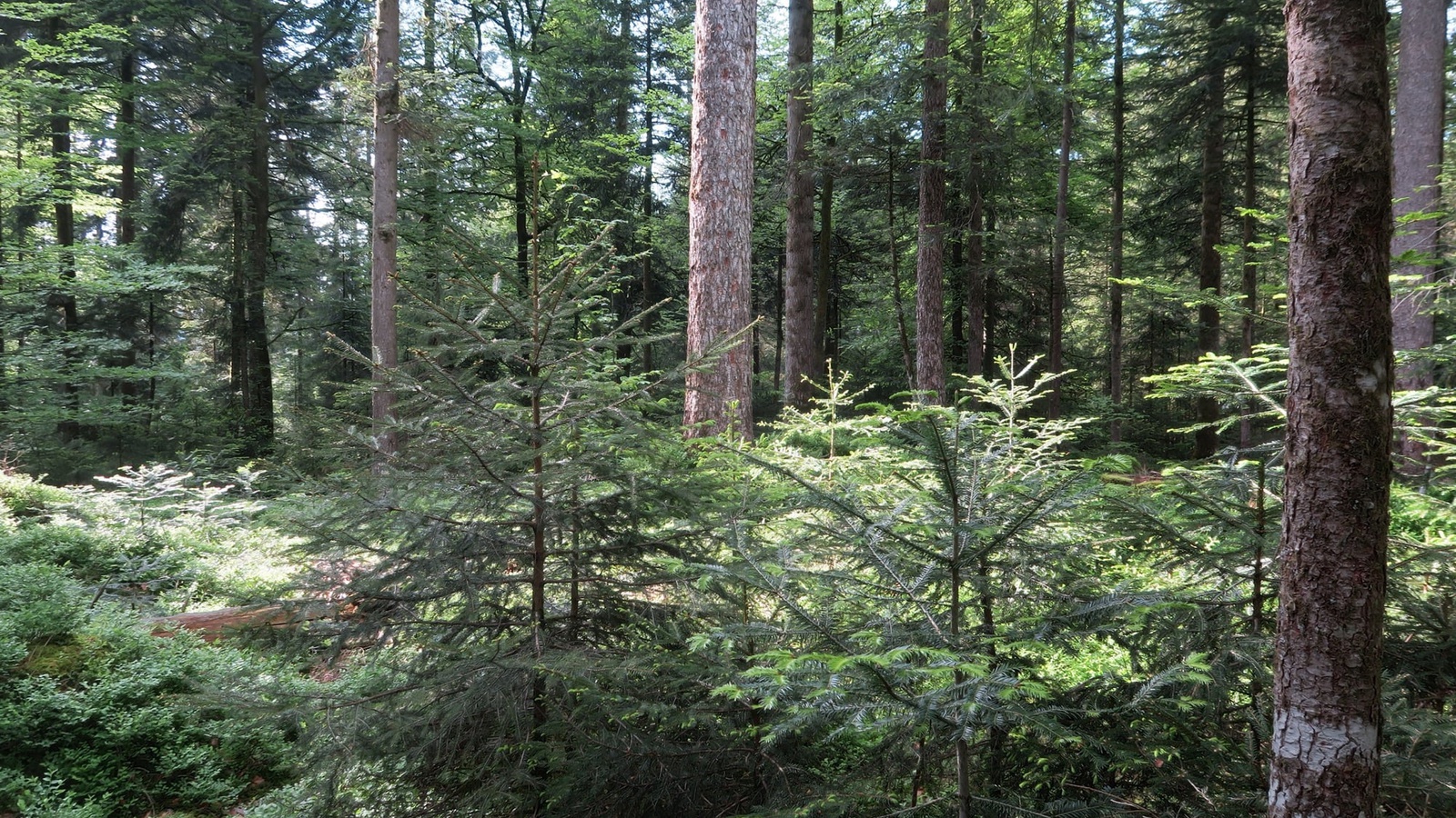 Die Plenterwälder mit Bäumen aller Dimensionen sind eine Besonderheit in der Region Vorderwald-Egg und sollen erhalten werden. Foto: Thomas Ölz
