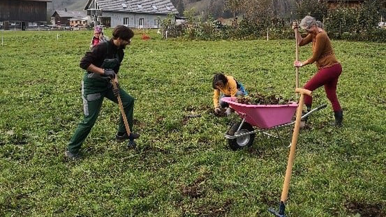 Zuerst wurde auf der Wiese in Bezau Ampfer gestochen, jetzt im Frühling folgen die Pflanzarbeiten.
