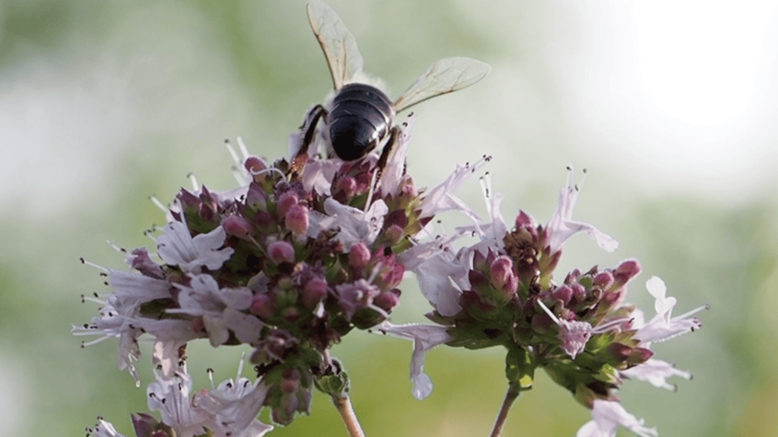 Ordensschwester, Landwirtin, Jungimker: Die Videos zeigen die Wichtigkeit der Bienen und die Begeisterung der Menschen für die Bestäuber.