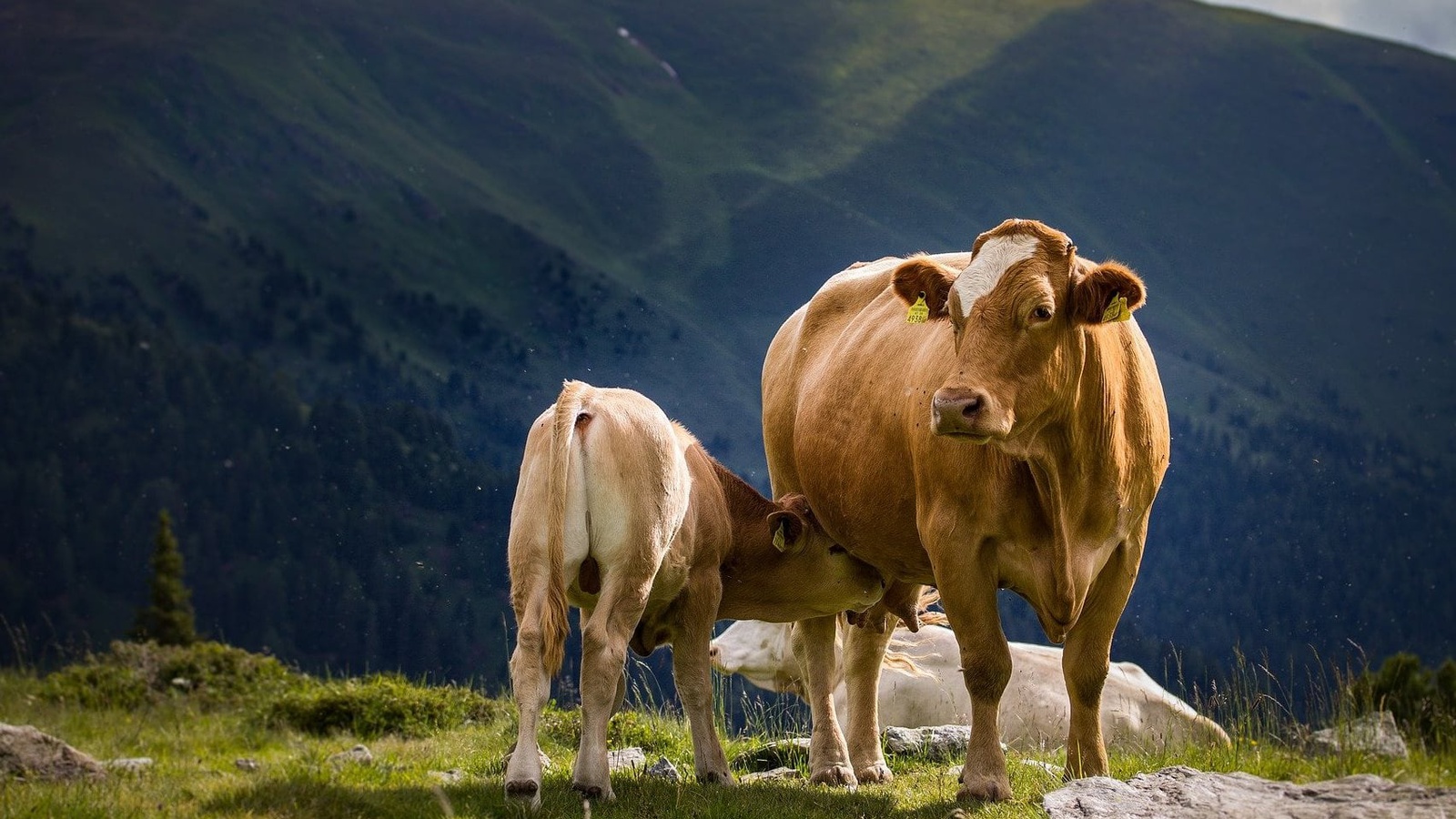 Gemeinsam mit der Kuh auf der Alp: In der Kalbfleischproduktion ist dies die Ausnahme. Foto: Ilona Ilyés, Pixabay