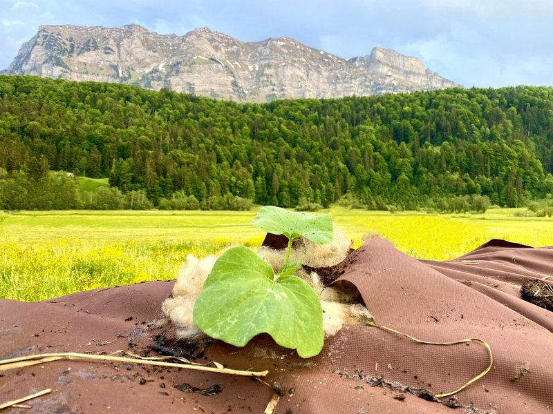 Prachthaufen, Shit Happens!