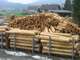Holzkultur