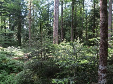 Die Plenterwälder mit Bäumen aller Dimensionen sind eine Besonderheit in der Region Vorderwald-Egg und sollen erhalten werden. Foto: Thomas Ölz