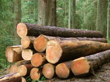 Regionales Holz und Green Economy