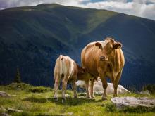 Gemeinsam mit der Kuh auf der Alp: In der Kalbfleischproduktion ist dies die Ausnahme. Foto: Ilona Ilyés, Pixabay